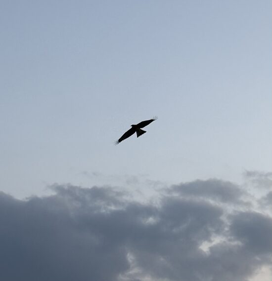 Shamanic Healing (60-min. session for existing clients only)