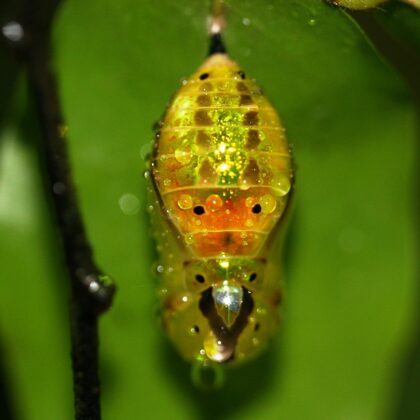 "Lepidoptera chrysalis" by entophile (licensed under CC BY-SA 2.0)
