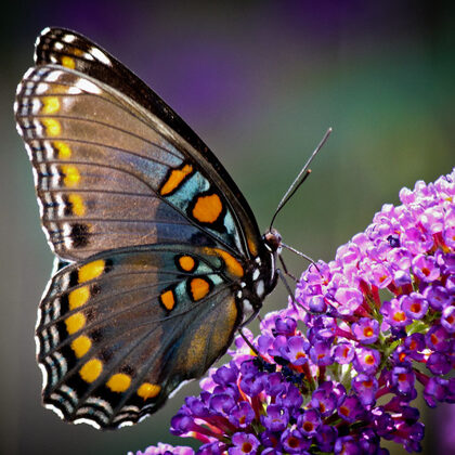 "Butterfly Sides" by Chris Potako is licensed under CC BY 2.0.
