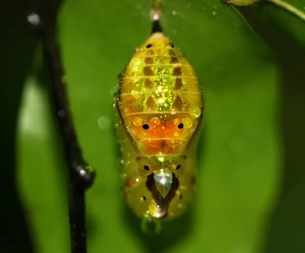"Lepidoptera chrysalis" by entophile (licensed under CC BY-SA 2.0)