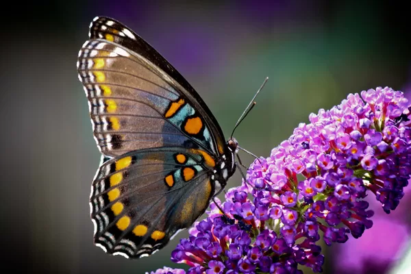 "Butterfly Sides" by Chris Potako is licensed under CC BY 2.0.